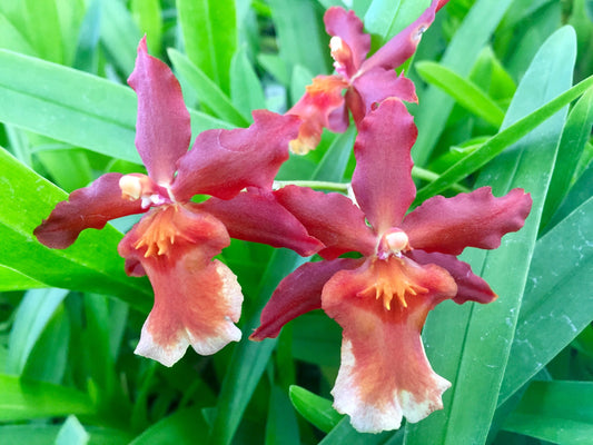 Wilsonara Hilo Firecracker ‘Sangria’