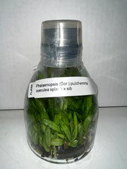 TOP - Phalaenopsis (Dor.) pulcherrima coerulea splash x sib (FLASK)
