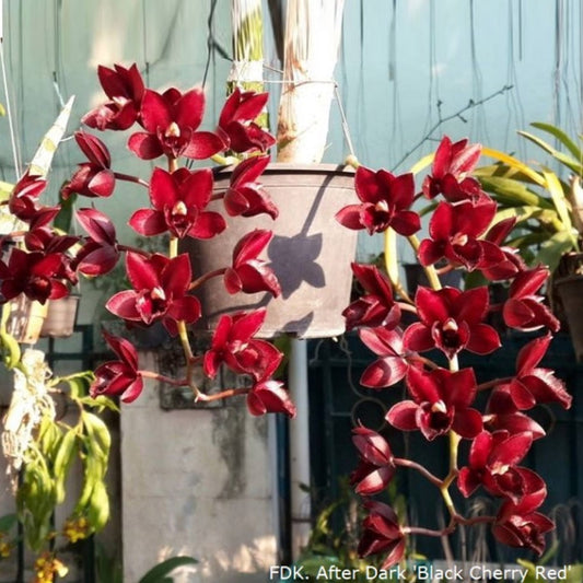 Catasetum After Dark 'Black Cherry Red'