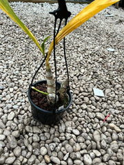 (IN SPIKE NOW) Monnierara Millennium Magic 'Witchcraft' FCC/AOS