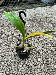 (IN SPIKE NOW) Monnierara Millennium Magic 'Witchcraft' FCC/AOS