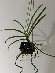 (In Spike Now) Rhynchostylis Gigantea Cartoon (Fragrant)