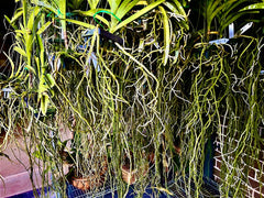 Ascda. Kulwadee Fragrance X Ascda. Yip Sum Wah (BLOOMING SIZE)