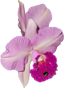 Cattleya Ann- Marie Hudson x Cattleya Penny Kuroda 'Southern Cross (4N)'