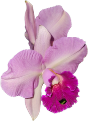Cattleya Ann- Marie Hudson x Cattleya Penny Kuroda 'Southern Cross (4N)'