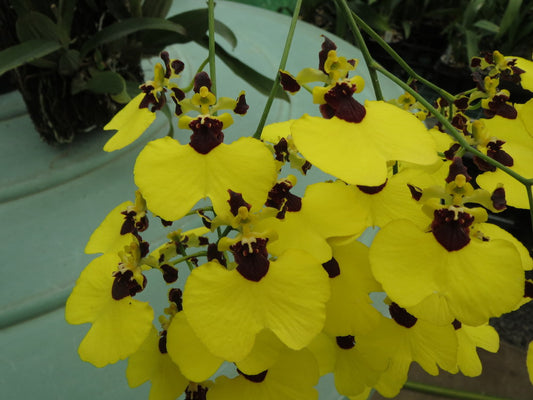 TOP Oncidium Alosuka 'Claire' X Gom. Golden Drops "Spots'
