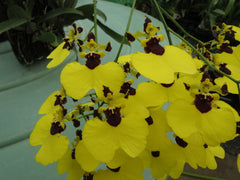 TOP Oncidium Alosuka 'Claire' X Gom. Golden Drops "Spots'
