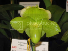 Paph. spiecerianum x Yi Ying Golden Slipper (Mature Healthy Size)