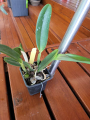 Rlc. Nakornchaisri Delight