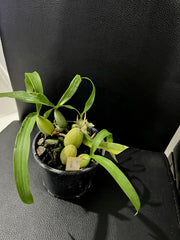 Coelogyne Cristata (Fragrant Species)