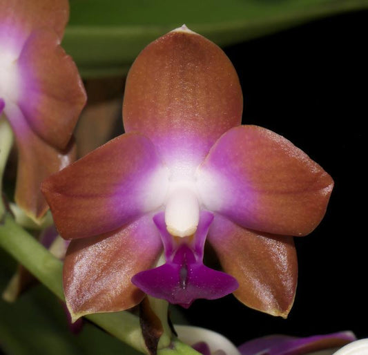Phalaenopsis marriottiana (Species)