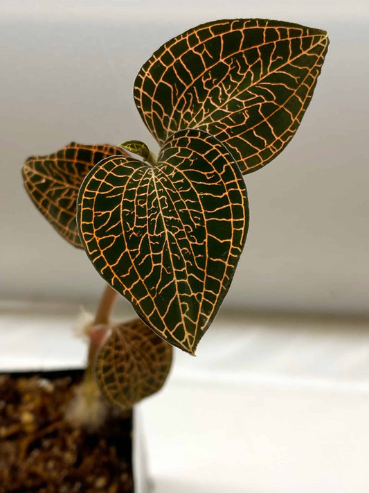 Anoectochilus roxburghii hayata ‘Red stem Pointed leaves’ MERICLONED (FLASK/TISSUE CULTURE 20+ PLANTS)