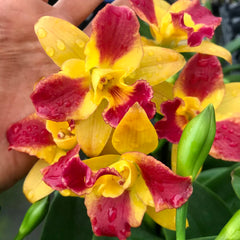 Cattleya Potinara Burana Beauty (Fragrant)