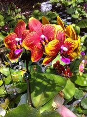 Phalaenopsis Allura 'Vesuvius' (Waxy Fragrant Novelty)