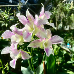 Dendrobium Silver Wings