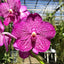 Vanda Noppadol Delight