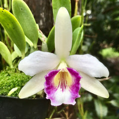 Laelia dayana (Syn. Cattleya bicalhoi)