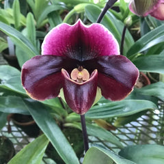 Paph William Provine x Paph. Flash Point