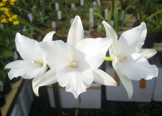 Laelia anceps 'White Marble' X L. anceps f. petaloid 'Jody'