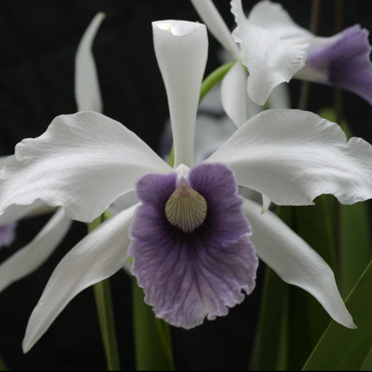 Laelia Purpurata var. Werkhauseri X Laelia Purpurata var. Werkhauseri "Striata"