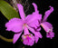 Cattleya Lucky Sagami (labiata × Stephen Oliver Fouraker)