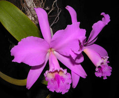 Cattleya Lucky Sagami (labiata × Stephen Oliver Fouraker)