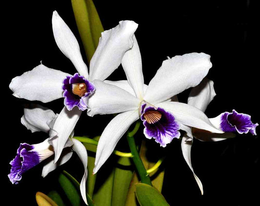 Laelia Purpurata var. Werkhauseri X Laelia Purpurata var. Werkhauseri "Striata"