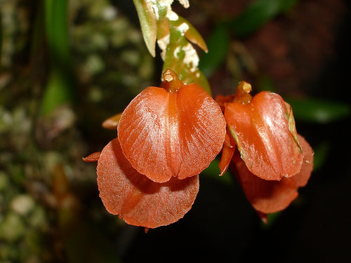 Liparis Compressa