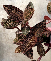 Ludochilus Dominyi x Anoectochilus roxburghii (FLASK/TISSUE CULTURE)