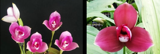 Lycaste (Gyeser Gold x Shonan Harmony) x Kiama '10' FLASK