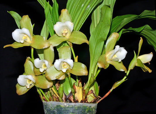 Lycaste Rachel X Luminosa (Fragrant)