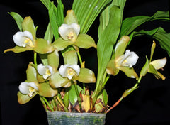Lycaste Rachel X Luminosa (Fragrant)