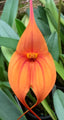Masdevallia King of Kings