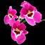 Miltoniopsis Prelapsarian 'Stefanie' (Fragrant)