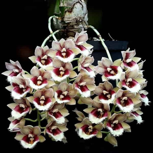 Clowesetum Penang Waltz ( Highly Fragrant)