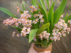 Oncidium Tsiku Marguerite