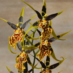 Oncidium Gilded Tower 'Mystic Maze