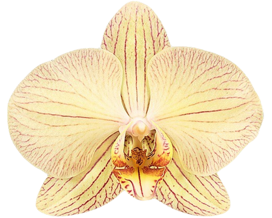 Phalaenopsis Jive (Healthy in 50mm pot)