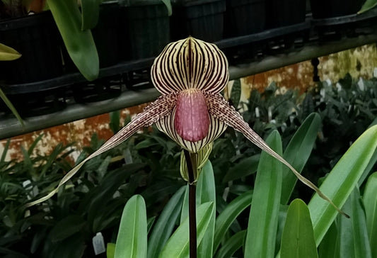 Paph. Gary Romagna x Rothschildianum Night Wish (Multifloral Slipper Orchid)