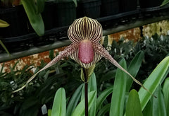Paph. Gary Romagna x Rothschildianum Night Wish (Multifloral Slipper Orchid)
