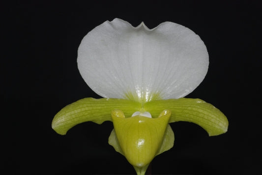 Paph. charleswothii fma. alba x Paph. emerald moon 'Winter Sunrise'