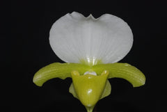 Paph. Stone Lovely 'Lucky Pick' x Paph. Charlesworthii fma. alba