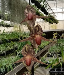 Paph. rothschildianum x sib ('Red King' x 'Humongous') Multifloral Type