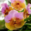 Vanda Two Tone Pairat