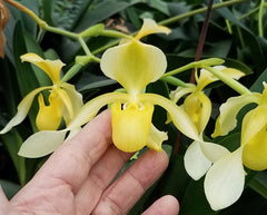 Paph. Michael Koopowitz 'Zephyrus Best' x lowii var. album 'Goldrush' (Multifloral Slipper Orchid)