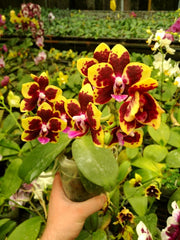 TOP - Phalaenopsis Allura Sphynx (Fragrant - Mericlone)