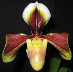 (IN FLOWER BUD)Paphiopedilum villosum