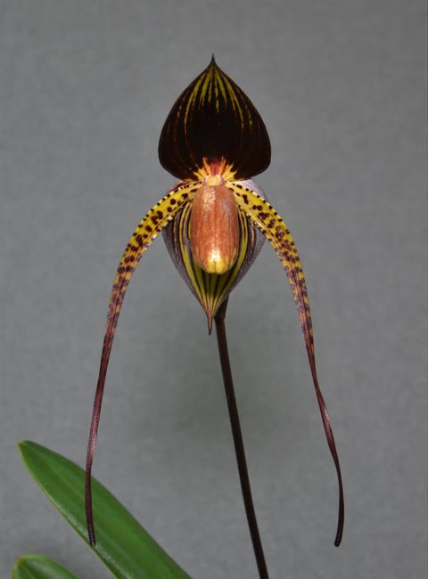 Paph. Hsinying Franz x Paph. anitum (Mature Plant)