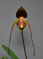 Paph. Hsinying Franz x Paph. anitum (Mature Plant)