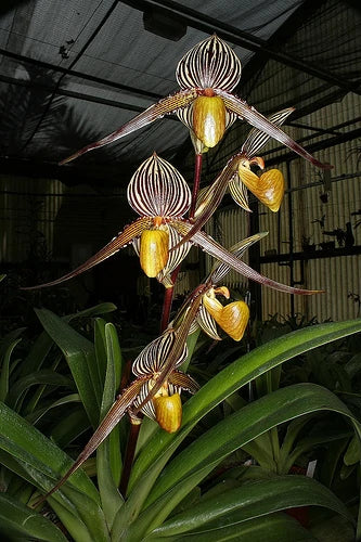 Paphiopedilum St. Swithin X Paph. Sanderianum